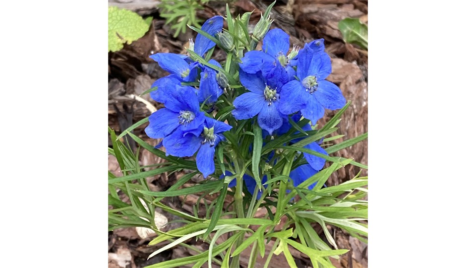 Blue Flowers In English Garden Blue Flowers In English Garden