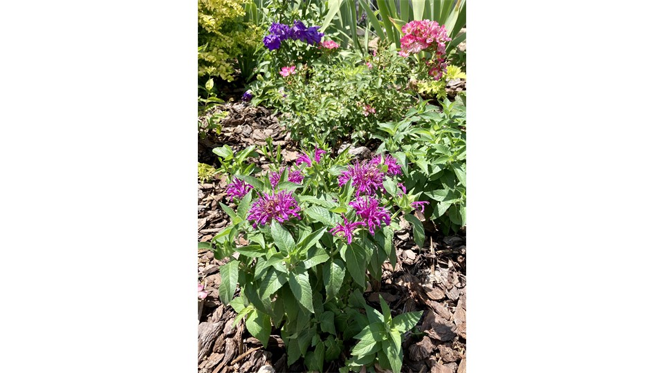 Pink Flowers In English Garden Pink Flowers In English Garden