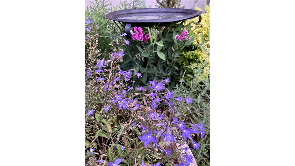Bird Bath In English Garden Bird Bath In English Garden