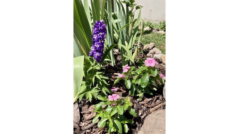 Delphinium In English Garden Delphinium In English Garden